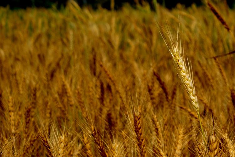 Wheat field at village in India.