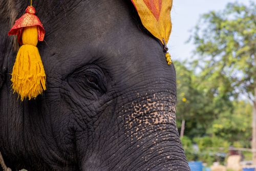 Ayutthaya, Thailand :: A close up view of an elephant.