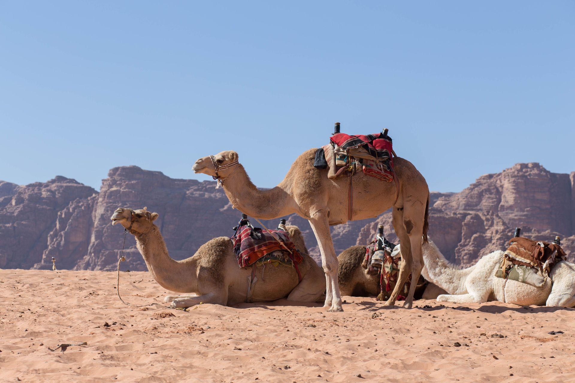 Camels await their riders in the desert.
Photo by Jacob Carter